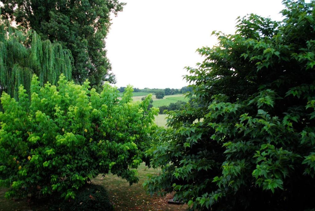 Les Foucauds Saint-Quentin-de-Caplong Quarto foto